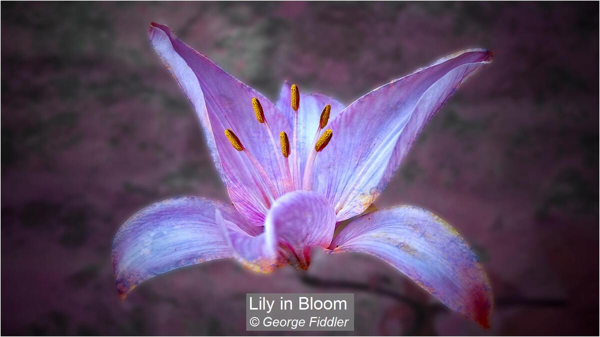 Lily in Bloom